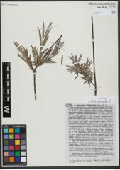 Foto von Salix viminalis L.
